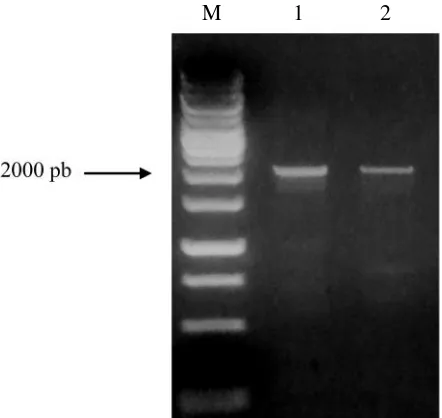 Tabel 3. Isolat BBWV2, PatMMV dan BBWV1 dari database GenBank yang digunakan untuk membandingkanhomologi gen scp BBWV2 Manoko