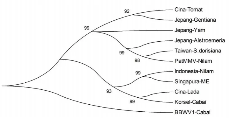 Gambar 3.  Hasil visualisasi reverse transcription-polymerase chain reaction (RT-PCR) CymMV pada gelagarose 1,5%