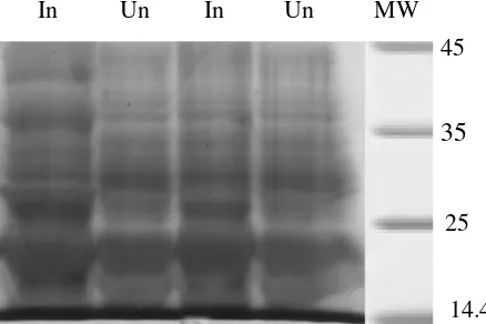 Gambar  4.  Hasil elektroforesis pada 1% agarose dari (A) pemotongan plasmid rekombinan pET21b-CP TICVdengan enzim restriksi BamHI dan HindIII
