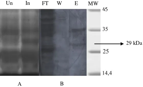 Gambar  6. (A) Analisis SDS PAGE ekspresi gen CP TICV, In : setelah diinduksi dengan 1 mM IPTG, Un: tanpadiinduksi dengan IPTG