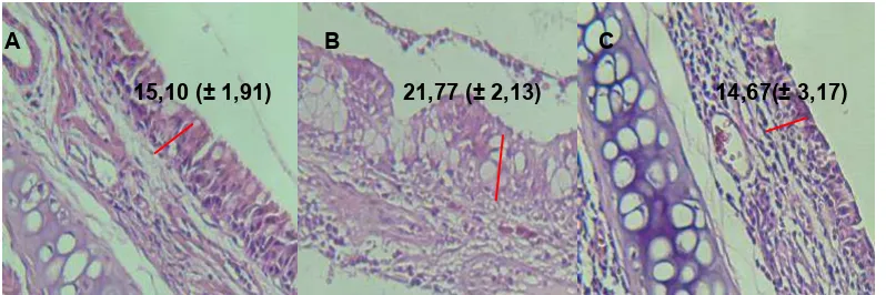 Tabel 1. Rata-rata Ketebalan (  ± SD) Epitel RespiratoriusNasal Rattus norvegicus (µm)