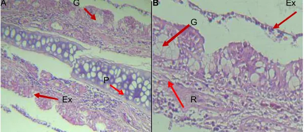 Gambar 2. Histologi Mukosa Respiratorius Kelompok Kontrol (A) Mukosa Respiratorius pada Septum Nasal Perbesaran100x
