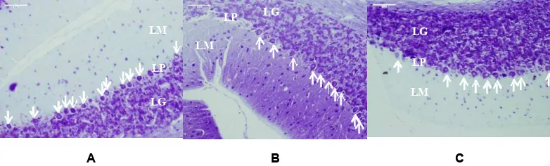 Gambar 1. Gambaran Histologis Sel Purkinje Cerebellum (Tanda Panah). Pengecatan dengan Cresyl Violet, Perbesaran100x