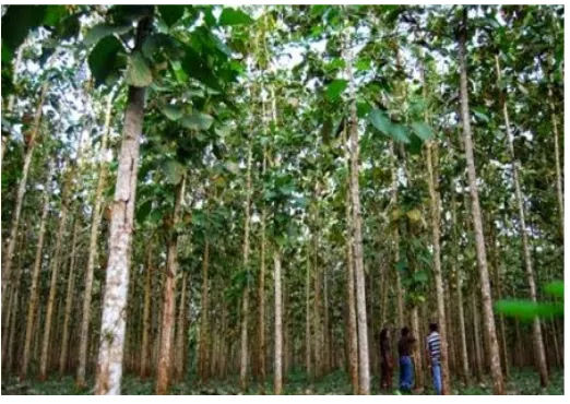 Gambar 3. Daun Jati
