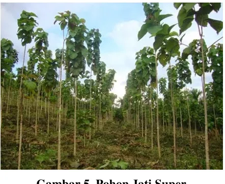 Gambar 5. Pohon Jati Super