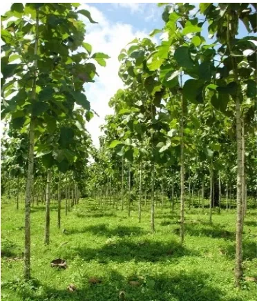 Gambar 6. Pohon Jati Emas