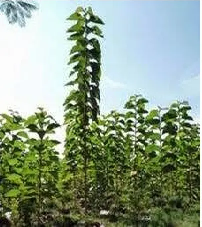 Gambar 7. Pohon Jati Biotropika