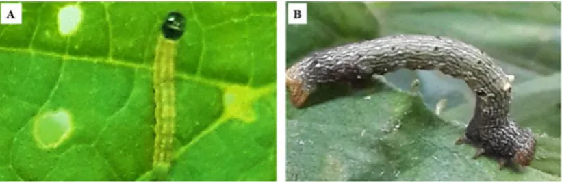 Gambar 2. Spodoptera litura (A) larva dan (B) imago