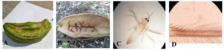 Gambar 4. Gejala serangan M. hirsutus, (A) dompolan bunga dan (B) pangkal buah (C) antena 9 ruas dan (D)circulus pada ventral abdomen