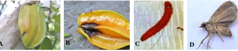 Gambar 6. Gejala serangan H. bradyi, (A) buah dan (B) imago.