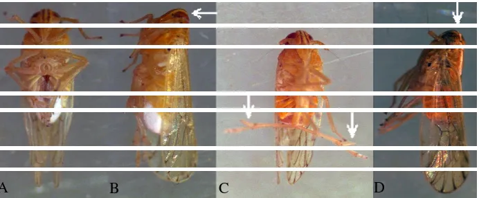 Figure 2. General phenology of the planthopper attacks on corn plants. Deposition of white-cottony wax trenchesalong edges of the leaf vein (A)  or smudges at theleaf base (B) indicating oviposition sites, emergence ofthe planthopper colony (C), and appearance of hopperburn symptom without (D) or with sooty-moldgrowths (E), in that order.