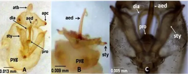 Figure 6. Pygofer (pyg) and male genitalia of the planthoppers attacking corn plants. A and C = ventro-caudal view,B = ventral view