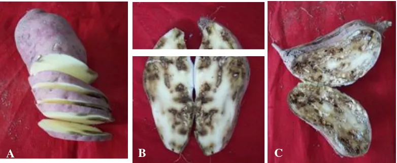 Gambar 3.  Keragaan ubi jalar pada; (A) perlakuan P4, (B) umbi yang tergerek larva C. formicarius padaperlakuan insektisida kimia P11, dan (C) kerusakan umbi oleh larva C