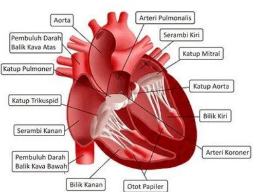 Gambar 2.1 Anatomi Jantung Manusia 
