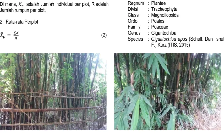 Gambar 1. Bambu Tali (Gigantochloa apus) 