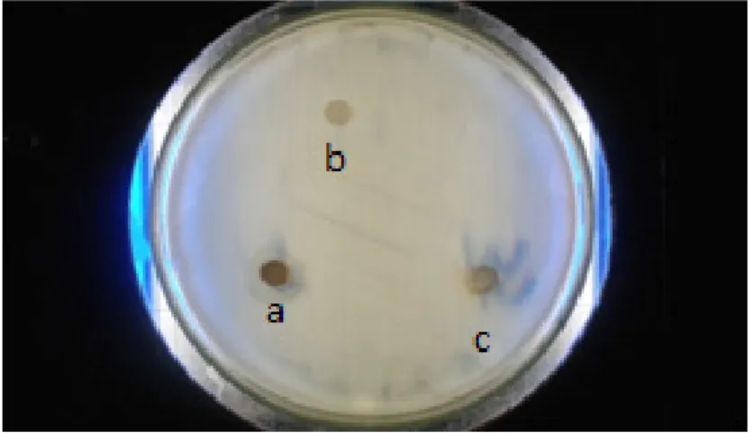 Gambar 2.Uji efektivitas ekstrak kulit manggis dan SNEDDS kulit  manggis terhadap bakteri P.mirabilis