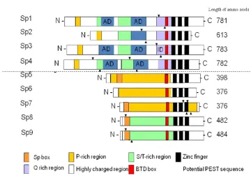 Figure 1. The domain structure of Sp-family transcription factors   (Modified from Bowman P