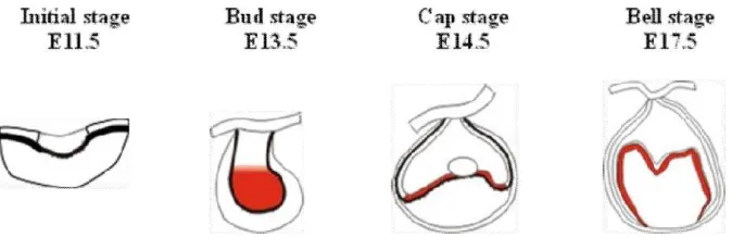 Figure 2.the expression of Sp6 during tooth development. The meaning of the red symbol ( ) expression Sp6 in epithelium (http:bite- it.helsinki.fi/)14  