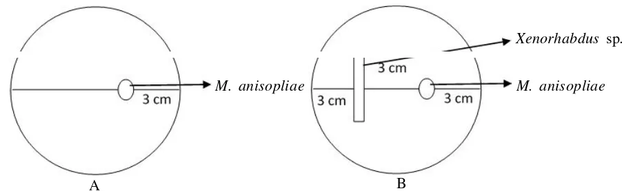 Gambar 1. Metode uji kompatibilitas secara in vitro; A. sketsa penumbuhan M. anisopliae secara tunggal;B