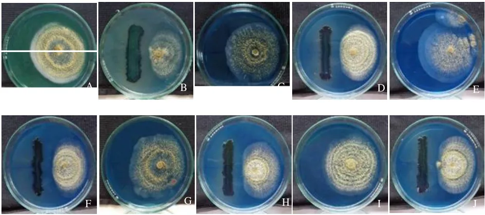 Tabel 4. Indeks kompatibilitas isolat M. anisopliae dengan Xenorhabdus sp. secara in vitro