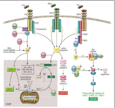 Figure 2. Regulation of the extrinsic pathway by Hsps.5 