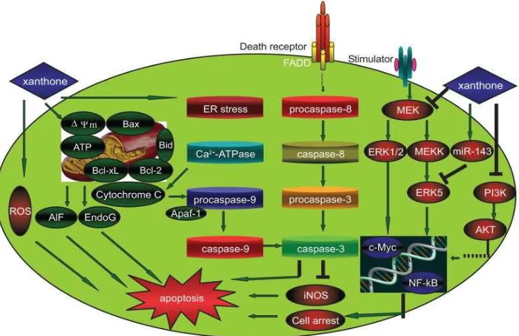 Figure 2. Schematic diagram shows the possible effect of xanthones on the apoptosis pathways