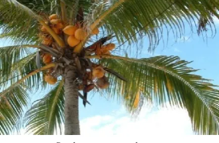 Gambar 1. Tanaman Kelapa