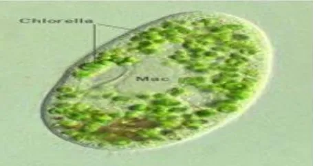 Gambar 1. Penampang mikroalga chlorella 