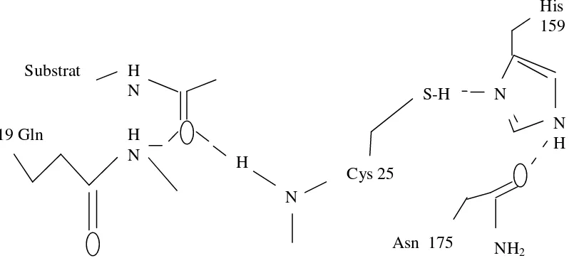 Gambar 1.Skema mekanisme kerja enzim papain (Sumber: Tutik, 2003) 