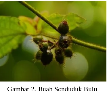 Gambar 2. Buah Senduduk Bulu