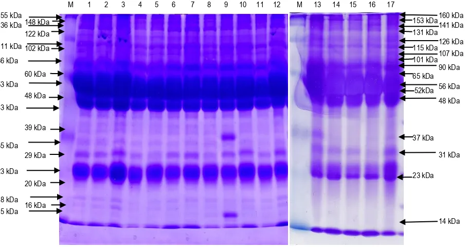 Gambar 2.  Profil protein anak kambing setelah perlakuan substitusi susu induk dengan susu kambing jalur 1-6 = P0, 7-12 = P1, M = Marker, 13-17 = P2