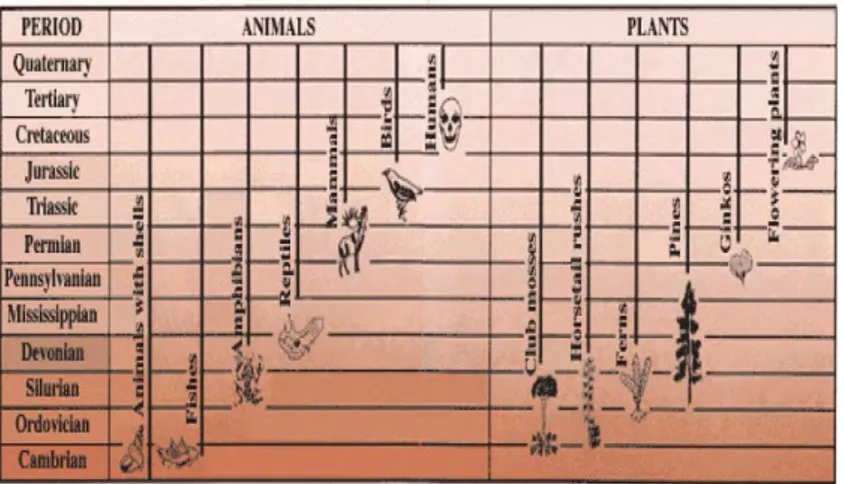 Gambar 2.1 Kemunculan beberapa kelompok hewan dan tumbuhan  dari zaman Kambrium hingga zaman Kuartener (Noor, 2010) 