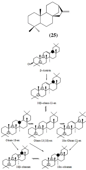 Gambar 2.21. Jalur pembentukan oleanana dengan prekursor β- β-amirin (Killops and Killops, 1993)