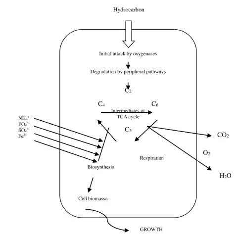 Gambar 1. Metabolisme hidrokarbon dalam kondisi aerob oleh bakteri (Das dan Chandran, 2010)