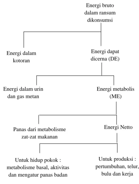Ilustrasi 1. Distribusi Energi pada Unggas (Wahju, 2004) 