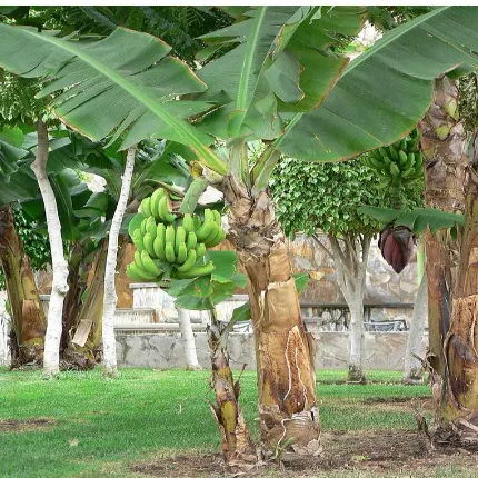 Gambar 1.   Tanaman pisang (Musa paradisiacal)