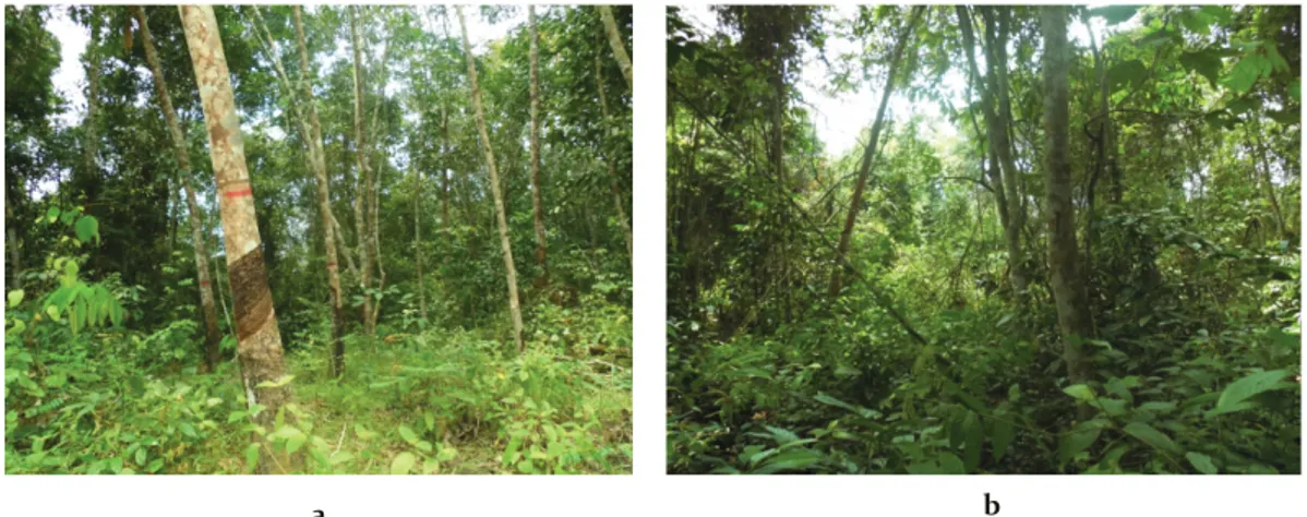 Gambar 1.  Kondisi strata vegetasi (a) Hutan karet  (b) Hutan sekunder. Figure 1. Vegetation strata conditions (a) Jungle rubber (b) Secondary forest.