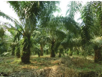Gambar 2.  Kondisi tajuk di ekosistem perkebunan kelapa sawit. Figure 2. Canopy in oil palm plantation ecosystem