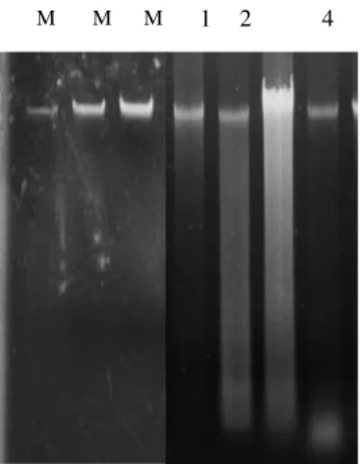 Gambar 1.  Hasil  elektroforesis  gel  agarosa  1%  pada  DNA  genom.  M:  marker  lambda( 3 µg, 5 µg, 10 µg), 1-4: sampel DNA daun nanas