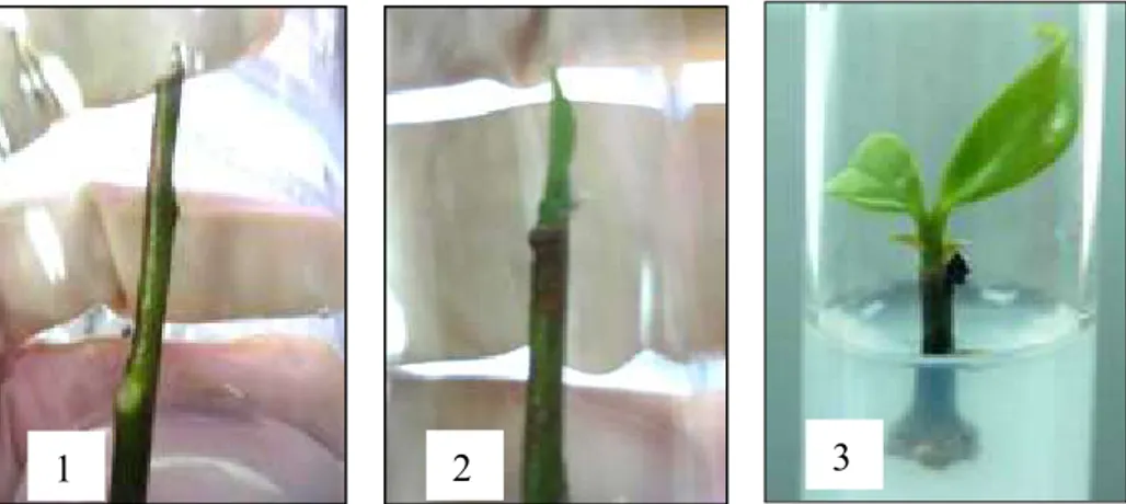 Gambar 2.   Pemanjangan  tunas  pada  kultur  aksenik  ramin:  inisiasi  tunas  pucuk  (1),  pemanjangan  tunas  (2)  dan pemanjangan tunas diikuti dengan pembentukan daun (3) 