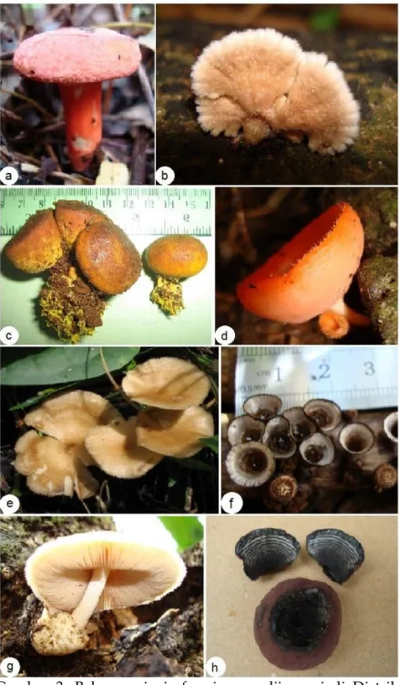 Gambar  3.  Beberapa  jenis  fungi  yang  dijumpai  di  Distrik  Warmare,  Kabupaten  Manokwari