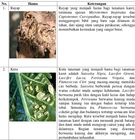 Tabel 2.3. Hama Tanaman Karet 