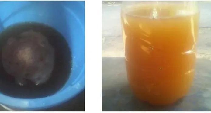 Gambar  4.1  Pupuk  limbah  cair  tahu  (kiri)  sebelum  fermentasi  (kanan) setelah fermentasi selama 10 hari 