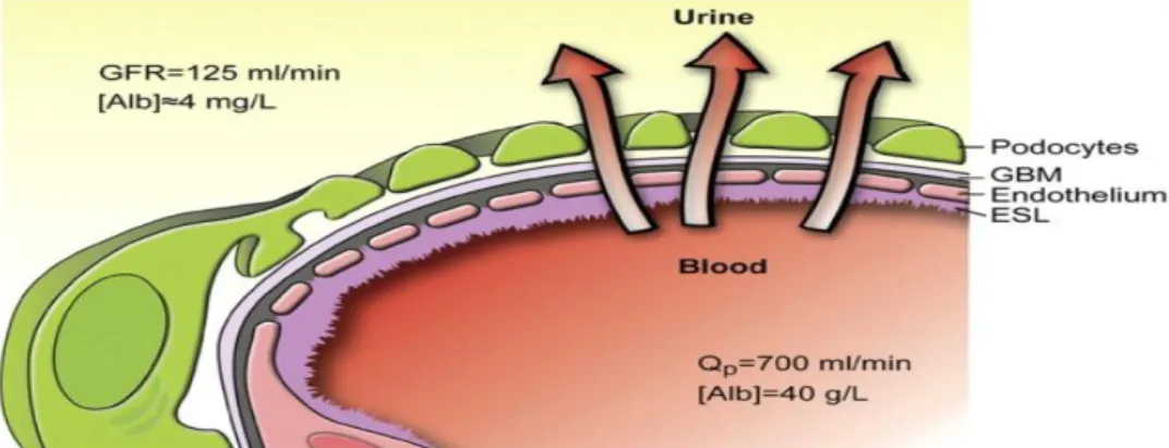 Gambar 1. A Schema of The Average Patient Ages Associated with Various Common Forms of 