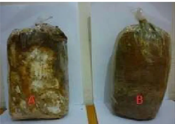Gambar 2.7. Baglog pasca panen (A) dan baglog terkontaminasi (B)  (Maonah, 2010 dalam Hadrawi, 2014) 