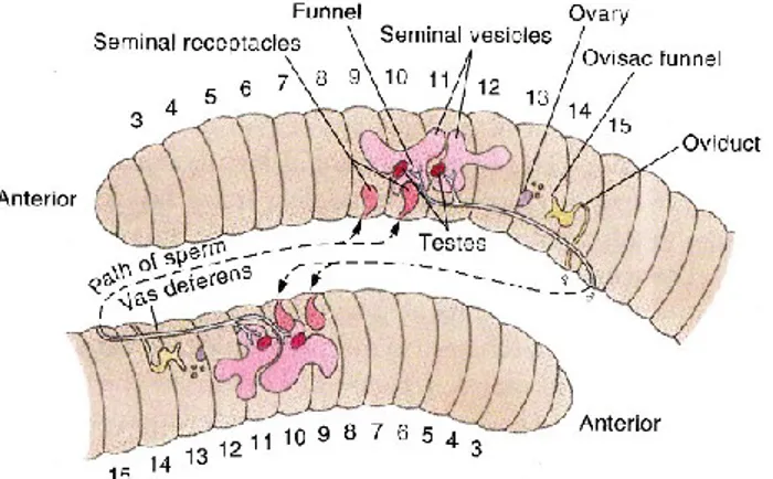 Gambar 2.4. Proses Kopulasi pada cacing tanah (Lumbricus rubellus)   (Miller dan Harley, 2007) 