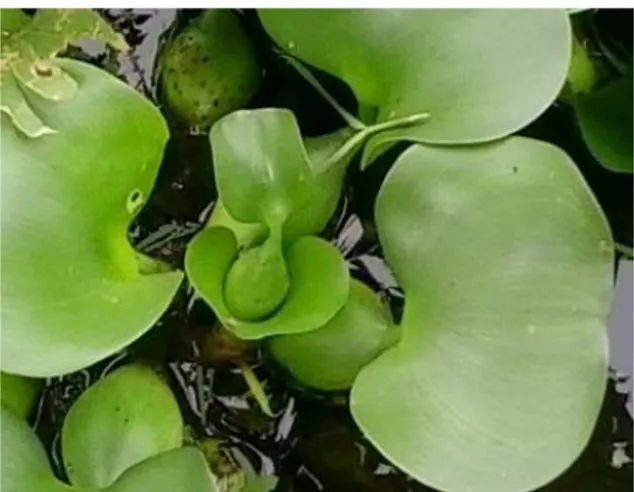 Gambar 2.3 Eceng Gondok (Eichhornia crassipes)  tawar seperti kolam dan sawah. Tumbuhan ini juga mampu hidup  sampai ketinggian 800 meter di atas permukaan laut
