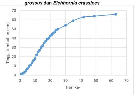 Gambar 4.2 Pertumbuhan Tinggi Scirpus grossus 