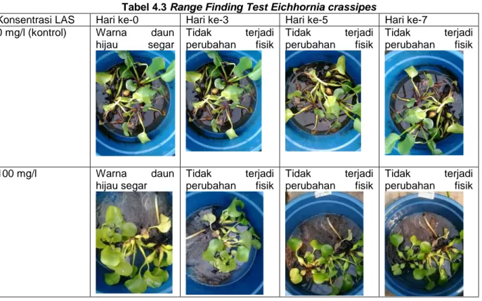 Tabel 4.3 Range Finding Test Eichhornia crassipes 