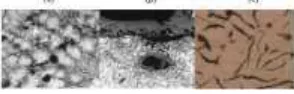 Gambar 2.1 menunjukan (a) austenit dan grafit, (b) sel eutektik, (c) grafit serpih 